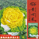壽禾 黃心菜烏塌菜種子種苗耐寒秋季黃心烏蔬菜種籽 黃心菜種子25g
