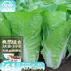 壽禾油菜種子矮腳上海青梗菜蔬菜小白菜快菜秋季壽光蔬種籽四季青菜 壽禾奶油快菜種子130g組合