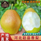 傾睦正宗河北趙縣香梨 新梨7號(hào)當(dāng)季時(shí)令現(xiàn)摘現(xiàn)發(fā)香甜多汁新鮮水果梨子 9斤大果【單果150g+】