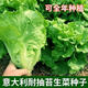 播種心情家庭種植蔬菜種子大全四季播種陽(yáng)臺盆栽農家庭院小菜園有機香菜菠 意大利生菜種子2包