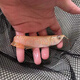 老牌漁場紅龍魚銀龍魚金龍魚或觀賞魚魚苗 一公一母