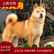 麥基樂(lè)中華田園犬五黑犬黃狗白面虎斑四眼鐵包金土松幼犬活體 田園級(jí) 黃狗 公