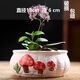 多肉陶瓷花盆大號特價(jià)清倉透氣創(chuàng  )意室內肉肉植物小花盆批發(fā)大口徑 一個(gè)字虧大口徑蘑菇拼盤(pán) 中等