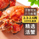 【活蟹】乾澄大閘蟹現(xiàn)貨 2.3-2.6兩 10只 鮮活六月黃螃蟹生鮮海鮮禮盒裝源頭直發(fā)