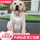 朵蔓純種拉布拉多幼犬活體雙血統(tǒng)真狗寵物狗幼崽神小七導(dǎo)盲犬活物黑色 血統(tǒng)級 拉布拉多 母