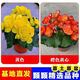 四季海棠麗格海棠重瓣玫瑰海棠盆栽花卉觀花植物室內(nèi)四季開花帶花 黃色+橙色黃心 【原土原盆帶花發(fā)貨】