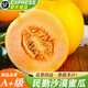 覓百果【順豐速運(yùn)】甘肅民勤沙漠蜜瓜金紅寶蜜瓜新鮮黃皮紅肉甜瓜特產(chǎn) 凈重8-9斤【高性價(jià)比】