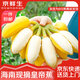 京鮮生 海南皇帝香蕉 凈重3斤單果100g 新鮮水果小米蘋果蕉生鮮特產(chǎn)包郵