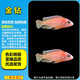 三湖慈鯛魚(yú)黑線(xiàn)王子活體中小型耐養易活熱帶觀(guān)賞魚(yú)淡水魚(yú) 4.5-5.5cm金鉆2條