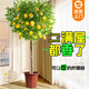 雅致香水檸檬樹(shù)綠植客廳大盆栽高級感室內好養1.2-1.4m原盆源頭直發(fā)