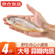 彈指鮮生舟山野生小黃魚  新鮮冷凍海捕黃花魚 生鮮魚類燒烤食材 4斤【大號(hào)】約10-12條/斤