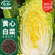 壽禾 黃心大白菜種子苗娃娃菜秋季種蔬菜種籽 金黃白白菜種子10g*3袋