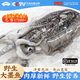 昌鮮園原汁大墨魚超大新鮮舟山海鮮目魚鮮活冷凍生鮮目魚墨魚仔烏賊整只 【500g-700g/只】特大墨魚2只