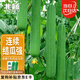 北蔬 肉絲瓜種子苗早熟菜瓜四季陽(yáng)臺(tái)蔬菜種籽 濰嫩5號(hào)肉絲瓜種子20粒