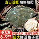【鮮活發(fā)貨】尚致青島梭子蟹鮮活螃蟹梭子蟹活蟹海蟹飛蟹中秋禮盒 【鮮活精品】超大3斤(6-9只)