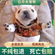 純種法國斗牛犬幼崽藍色法斗小方體法斗犬活體寵物小狗狗奶白色 血統(tǒng)級 法斗 公