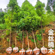 四川名貴正宗金絲楠木樹(shù)苗四季常青小葉楨楠大樹(shù)苗南木蘭木苗庭院 金絲楠木粗度5公分帶土球發(fā)貨