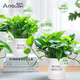 愛(ài)優(yōu)尚綠蘿盆栽除甲醛綠植室內辦公室新房?jì)艋諝饩G籮源頭直發(fā)