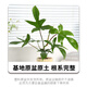 雅花匠飛機蔓綠絨綠植室內盆栽植物門(mén)口臥室辦公室工位熱植好養活高級感 飛機蔓綠絨【基地原盆】 帶盆栽好