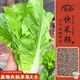 壽禾 快菜種子苗蔬菜種籽夏秋季小白菜籽 濰育奶油快菜種子20g×10袋
