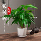 恰意發(fā)財樹(shù)盆栽室內植物花卉土養小盆景客廳綠植辦公室招財陶瓷小盆栽 三桿發(fā)財樹(shù)+菱形白瓷盆/送肥