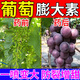 葡萄膨大素保果坐果拉長(cháng)增甜防裂防落果陽(yáng)光玫瑰夏黑巨峰專(zhuān)用肥料 葡萄膨大劑【1瓶】膨大快/猛增產(chǎn)