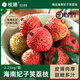 枝膳 妃子笑廣東高州白糖罌桂味糯米糍大荔枝 新鮮水果 順豐空運 5斤 | 妃子笑荔枝【禮盒裝】