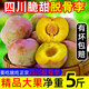 玢果萱四川脆紅脫骨李半邊紅李子新鮮水果青脆當季現(xiàn)摘特大果整箱5斤 【商超品質(zhì)】20-25g 凈重5斤