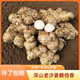 【產(chǎn)地直供】正宗廣東深山沙姜新鮮精選香味濃 現(xiàn)挖現(xiàn)發(fā) 爛一賠三 精選老沙姜三斤