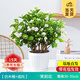 開(kāi)時(shí)果 茉莉花盆栽濃香型 桌面綠植物陽(yáng)臺(tái)花卉樹(shù)苗盆景擺件源頭直發(fā)包郵 精品茉莉花5-10株【仿木桶盆】