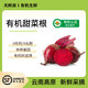 有機甜菜根新鮮紅菜頭甜菜頭紫菜榨汁食療配送蔬菜2/5斤裝 順豐 1500g 有機甜菜根