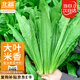 北蔬 油麥菜種子種苗甜脆大棵四季蔬菜種籽 卓脆米香油麥菜種子600粒