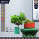 潮裕盆景黃楊木老樁樹室內(nèi)擺放盆景桌面盆栽客廳辦公室陽(yáng)臺(tái)玄關(guān)擺件造型樹 精品黃楊盆景2 帶盆栽好