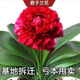 [當年開(kāi)花】君子蘭花苗裸根發(fā)貨室內外四季常青植物盆栽君子蘭苗 新品君子蘭【大紅】 2-4片葉葉子裸根發(fā)貨