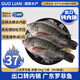 GUO LIAN國聯(lián)水產(chǎn)三去羅非魚4條共2.8斤凈重非洲鯽魚水產(chǎn)生鮮食材源頭直發(fā)