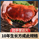 【JD&順豐】面包蟹熟凍 愛爾蘭進(jìn)口活體冷凍滿黃螃蟹海鮮水產(chǎn)蟹類 2只裝 面包蟹【嘗鮮】 600-800g/只