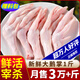 柒島大鵝生鮮整只鵝肉大白鵝老鵝新鮮農(nóng)家散養(yǎng)土鵝烤鵝煲湯紅燒批發(fā) 【人多另加】大鵝掌1斤