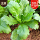 北蔬 大葉茼蒿種子虎耳茼蒿皇帝菜蔬菜種籽 大葉茼蒿種子15g約6700粒