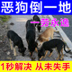驅殺狗神器野狗三步到毒i狗狗的藥麻醉鎮定劑睡眠貓狗專(zhuān)用的藥 一次OK/三步到i