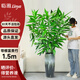 臨雅富貴竹水培植物客廳水養(yǎng)大型節(jié)節(jié)高室內(nèi)好養(yǎng)綠植1.5m10支源頭直發(fā)