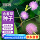 花沃里含羞草種子約200粒 花種子家庭盆栽土花卉種子陽臺辦公庭院草籽