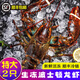 百鮮洽特大龍蝦波士頓龍蝦活凍波龍大龍蝦海鮮水產(chǎn)冰鮮冷凍年貨禮盒 2只裝（450g-550g/只）實惠