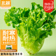 北蔬 生菜種子種苗四季青菜蔬菜種籽 卓脆速生耐抽苔生菜種子約2000粒