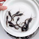 四川埃及塘鲺魚(yú)淡水 養殖埃及魚(yú)苗革胡子鯰魚(yú)苗本地塘角魚(yú)苗批 發(fā) 3-5厘米埃及鯰魚(yú)贈送20% 30條