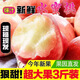 京東直發(fā)肥城桃肥桃貢桃水蜜桃蜜桃大桃佛桃新鮮水果脆甜軟硬兩吃 一級果5-6兩6個禮盒凈重3斤多