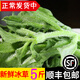 辰實(shí)【發(fā)順豐】山東冰草 新鮮冰菜 水晶花冰葉 火鍋即食生吃沙拉菜 5斤新鮮冰草（劃算）