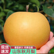 半畝莊園山東秋月梨新鮮水果大果現(xiàn)摘現(xiàn)發(fā)當(dāng)季應(yīng)季梨子正宗【順豐】 8.5斤【約12-15個】
