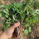 順豐包郵馬齒莧菜新鮮現(xiàn)挖長(zhǎng)壽菜螞蟻菜馬舌菜馬蜂菜五行草 新鮮馬齒莧 2斤加冰發(fā)順豐