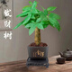 發(fā)財(cái)樹盆栽 · 辦公室盆栽客廳陽臺(tái)室內(nèi)綠植盆栽 ·招財(cái)進(jìn)寶 發(fā)財(cái)樹【四方舍得盆】+送肥土 祝財(cái)源滾滾