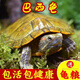 富龜龜寶巴西龜小烏龜活物寵物龜家養活體長(cháng)壽金錢(qián)金龜情侶黃金招財巴西龜 13-15厘米 單身烏龜1只